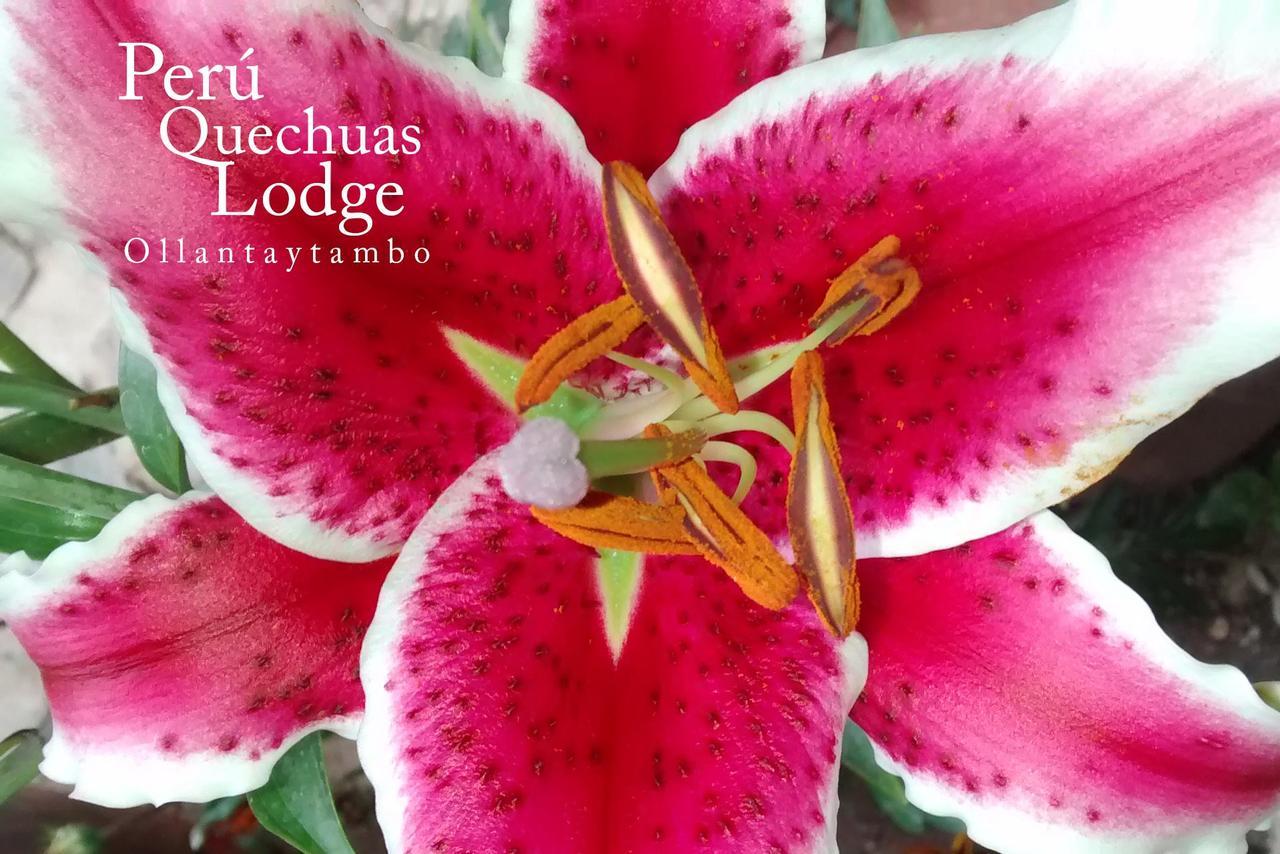 Peru Quechua'S Lodge Ольянтайтамбо Екстер'єр фото